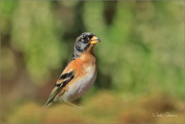 <p>PĚNKAVA JIKAVEC (Fringilla montifringilla) Šluknovsko - Jiříkov ---- /Brambling - Bergfink/</p>